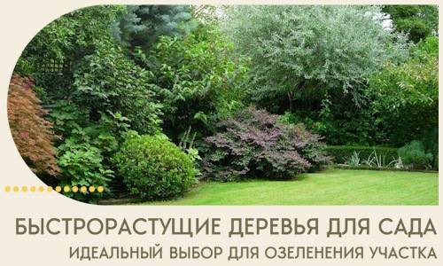 Быстрорастущие деревья для сада идеальный выбор в Новокузнецке