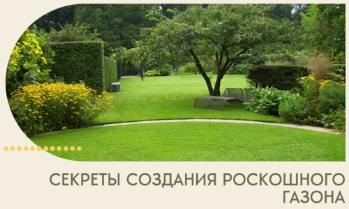 Секреты создания роскошного газона в Новокузнецке